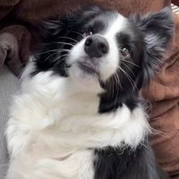 ボーダーコリー