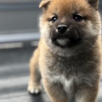 こちらを見つめる子犬