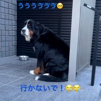 引き留めるララちゃん