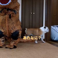 素通りするブルドッグ