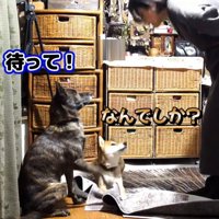 叱ろうとする飼い主に、そっと前足を上げて制止する犬