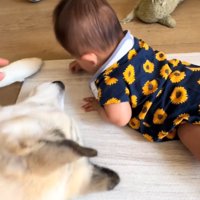 犬の手を触る飼い主さん