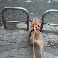 枝が柵に引っかかった小型犬