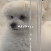 ケージの中にいる白い犬