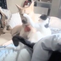 猫パンチするパンダちゃん