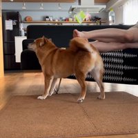 飼い主さんの足におしりを擦り付ける犬