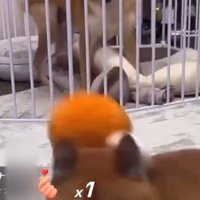 ロックくん＆ボブくんのハプニング8