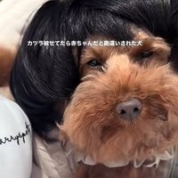 カツラを被ったワンコ4