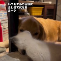 エルちゃんとルークくん