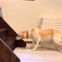 足をガクガク震わせながら前進