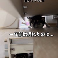 隙間に入ろうとする千幸ちゃん3