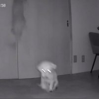 跳んだりお尻を引きずったりしている小型犬達