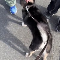 頭と顎を2人の子どもに撫でられる黒柴