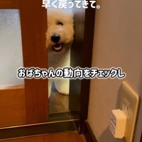 ドアの隙間から顔を出す犬