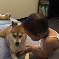 犬に手を向ける女の子2