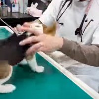 診察台の上で後ずさりする犬
