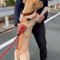 パパに助けを求めるわんこ