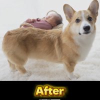赤ちゃんの近くでカメラをふり返る犬