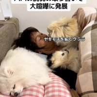 やきもちを焼くクララちゃん