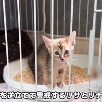 2匹の子猫と初対面！
