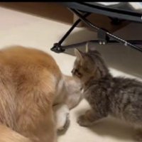 気にせずにお昼寝するうみちゃん