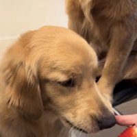 ゴールデンの口から出てきたいちご
