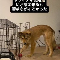 ケージの前で遊ぶ犬