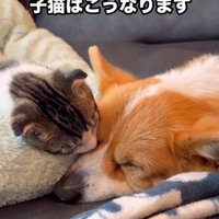 サラちゃんのお顔にぴとっ