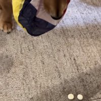 目の前におやつ4つ