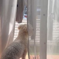 窓の外を眺めるワンコ