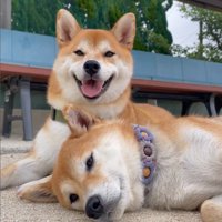 普段の2匹は穏やかな表情