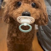 おしゃぶりをくわえています！