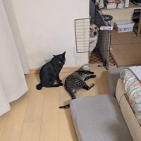 現行犯逮捕