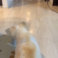 シニア犬のぷりんちゃん