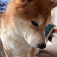 俯く柴犬