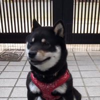 まんまる顔の黒柴さん♡