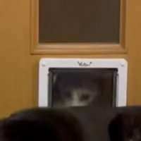扉から入りたい猫
