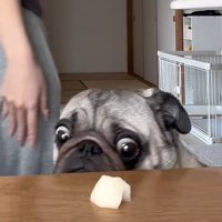何度も梨を見るぽこちゃん