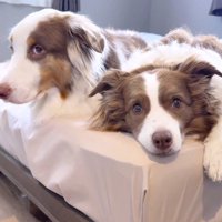 飼い主の方を見る2頭の犬