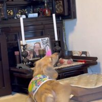 仏壇の前にやってきた犬