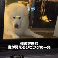 虫が寄ってきました