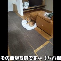新しいベッドを買ってもらったおにぎりくん6