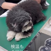 「こんなのへっちゃらだよ」