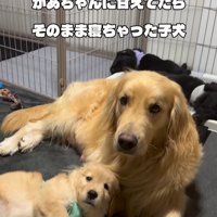 たのちゃんと赤ちゃん犬
