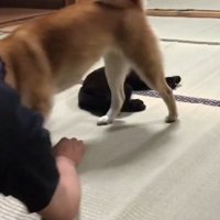 ももちゃんが登場！