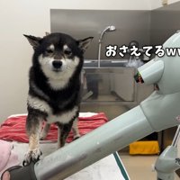 お手々で押さえてドライヤーを拒否
