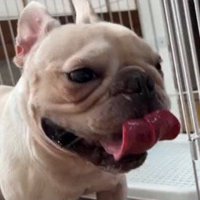 舌を出して呼吸するお兄ちゃん犬
