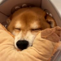 鳴いている長三郎くん