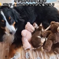 大型犬と小型犬