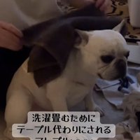 小型犬の上でタオルを畳む飼い主